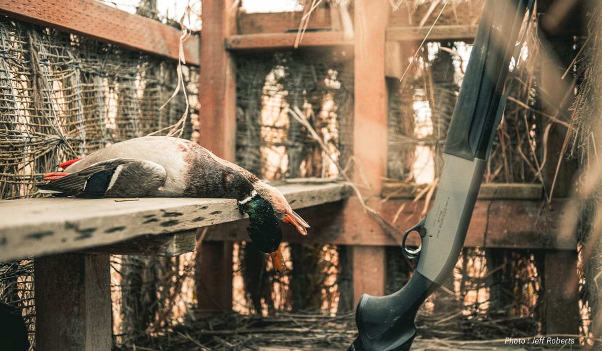 A harvested duck lies on a bench.